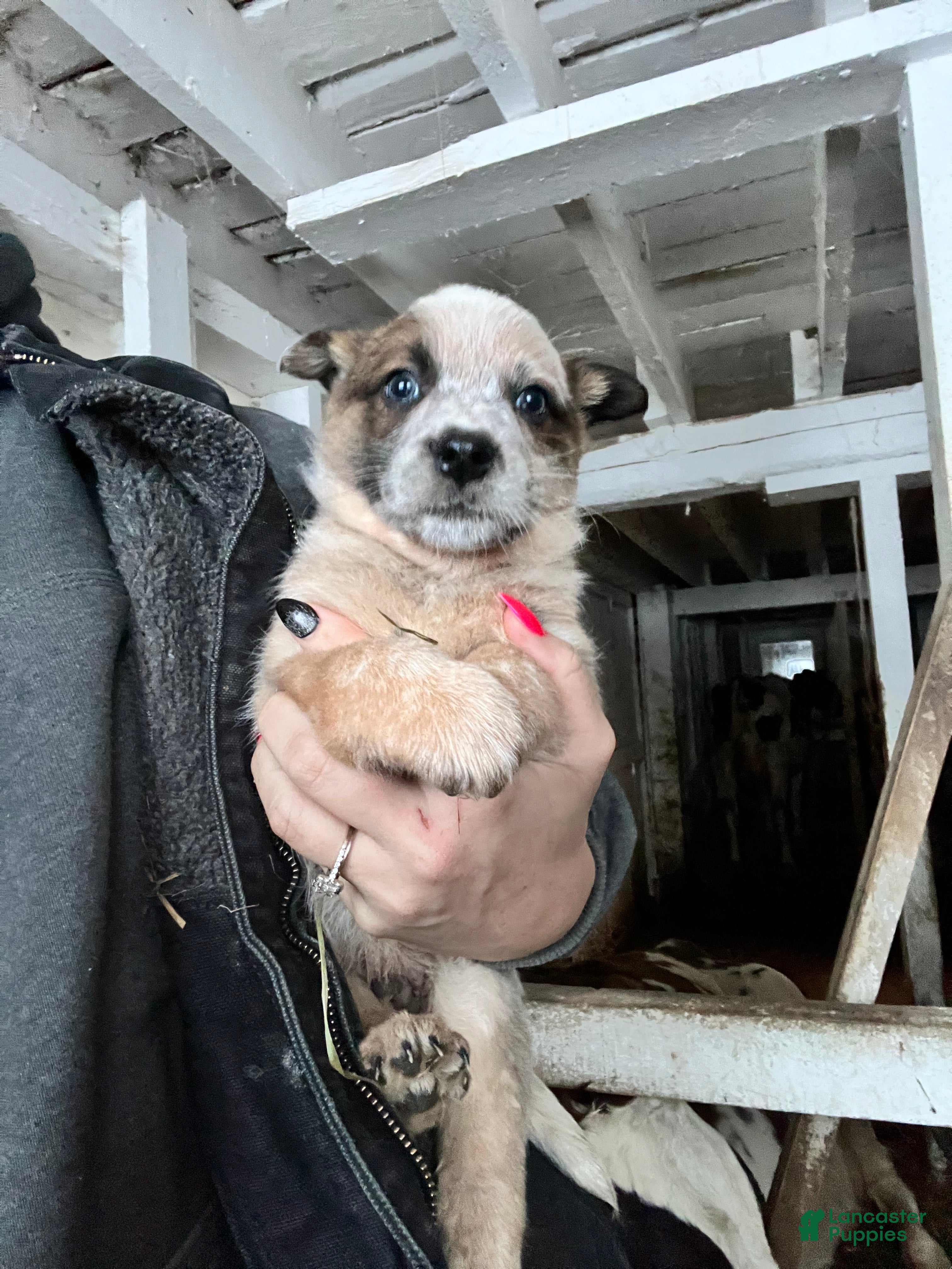 Australian Cattle Dog dogs Donny - Ad 11