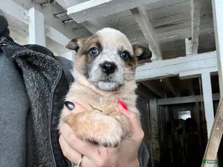 Australian Cattle Dog dogs Donny - Ad 36