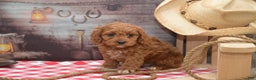 Cavapoo dogs for sale: Jude - Ad 5