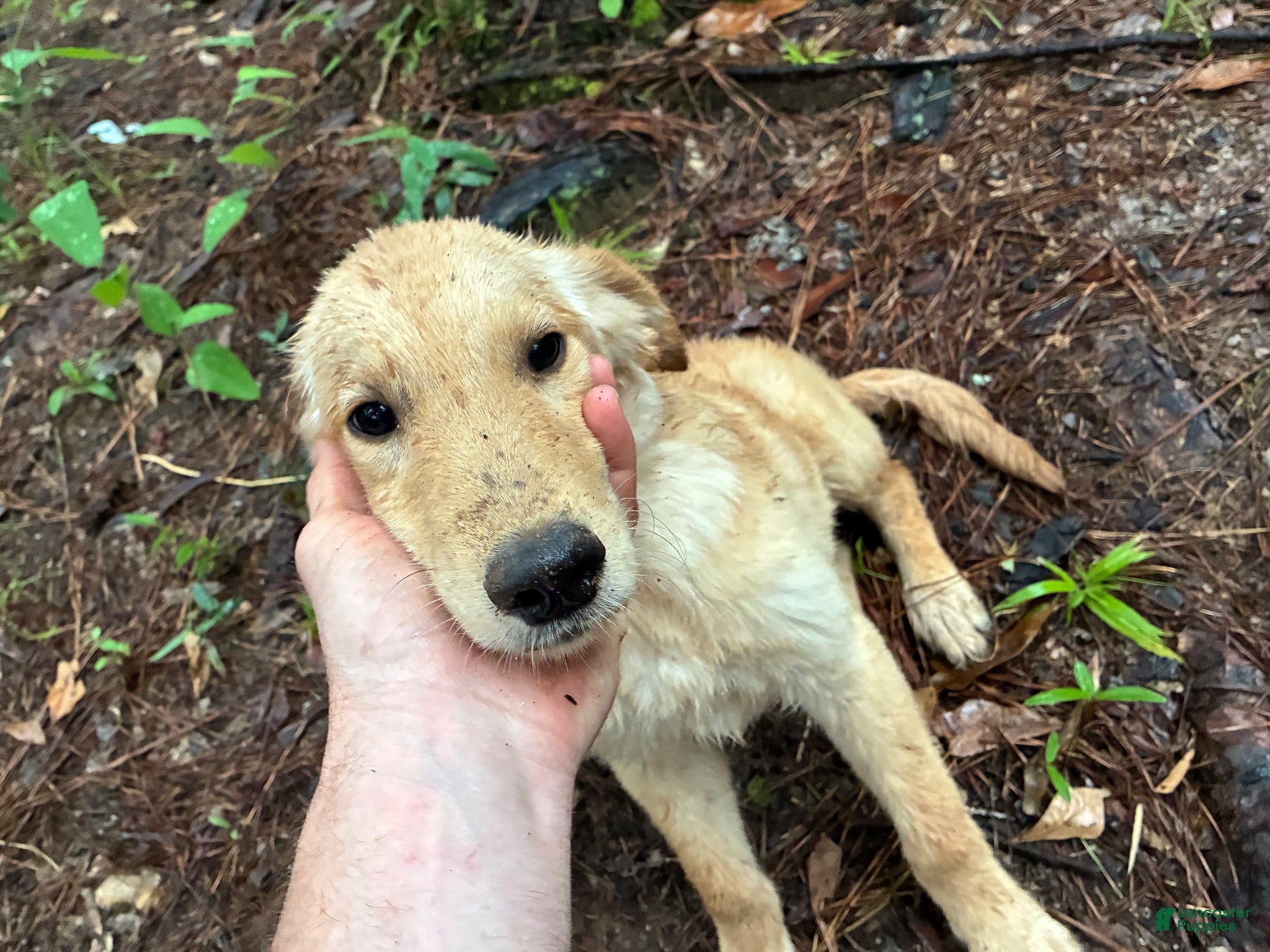 Golden Retriever dogs Golden Retriever 1 - Ad 28