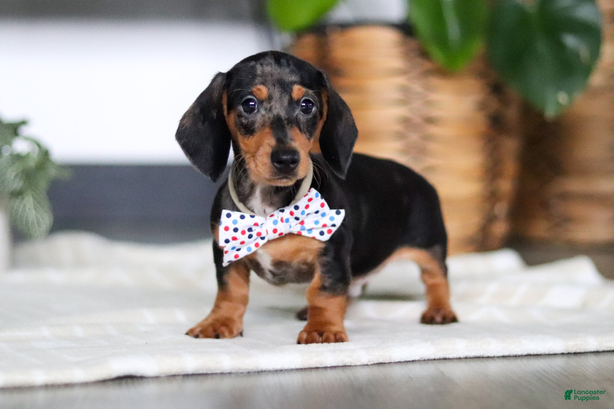 Miniature Dachshund dogs Anson - Ad 2