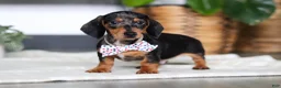 Miniature Dachshund dogs for sale: Anson - Ad 2