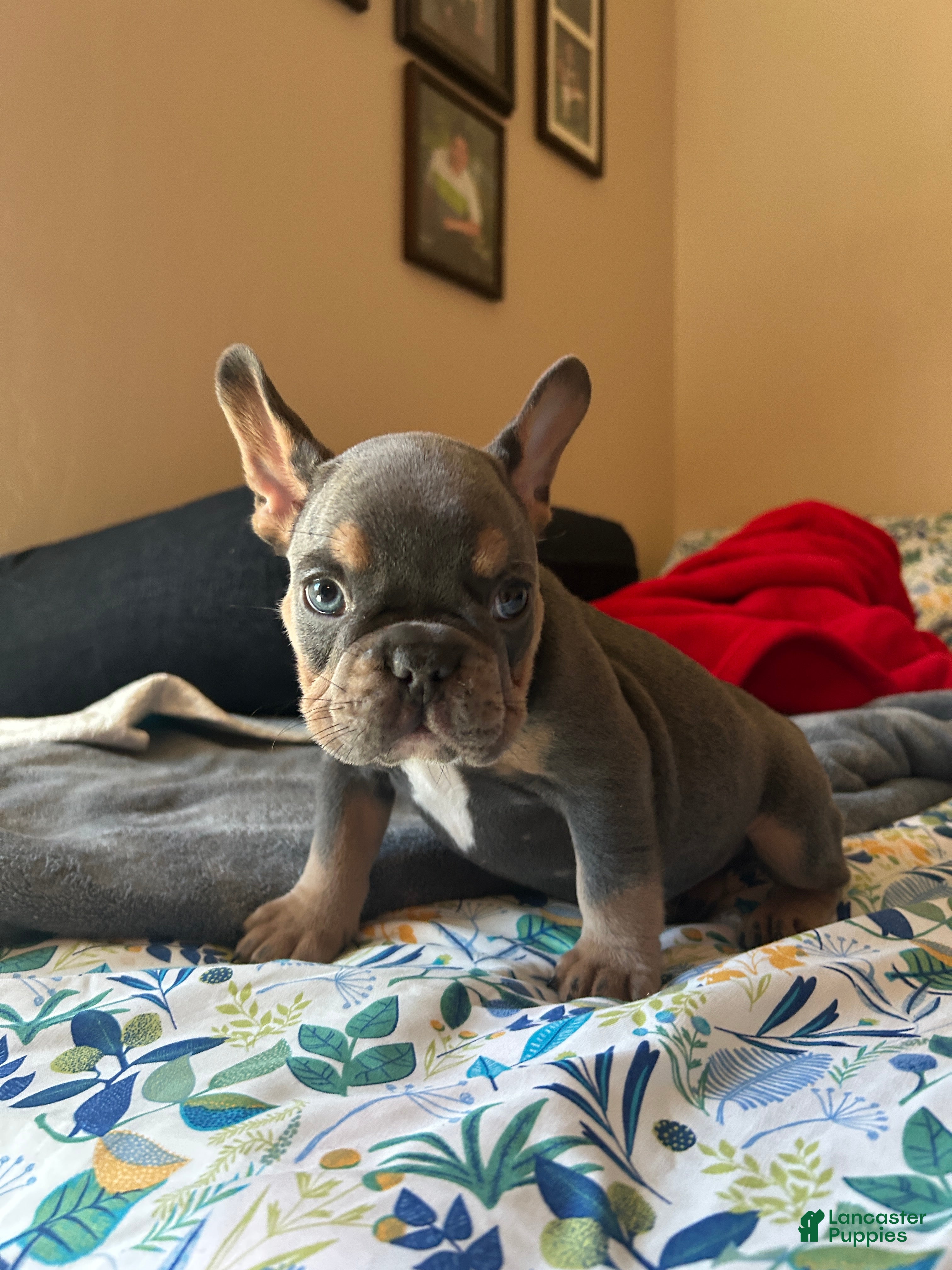 French Bulldog dogs French Bulldog Puppy 3 - Ad 23