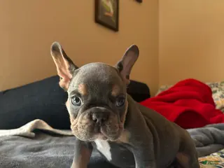 French Bulldog dogs French Bulldog Puppy 3 - Ad 16