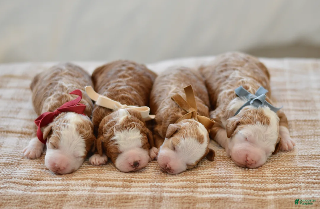 Goldendoodle dogs for sale: Basil - Ad 9