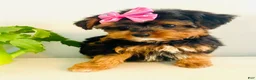 Morkie dogs for sale: Teacup Tia - Ad 6