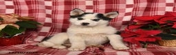 Pomsky dogs for sale: Snowflake - Ad 3