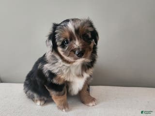 Mixed Breed dogs Dasher - Ad 12