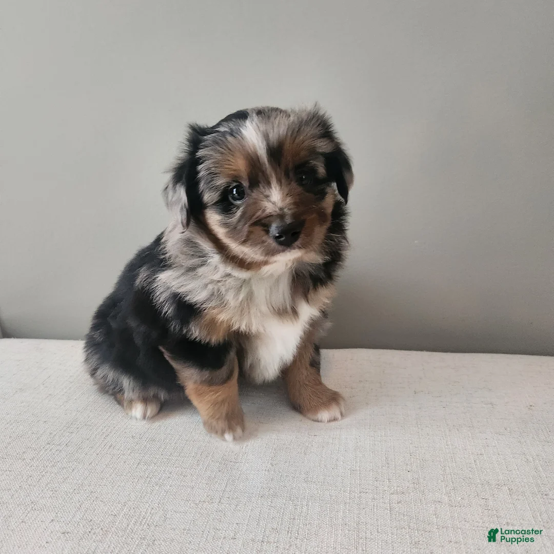Miniature Australian Shepherd dogs for sale: Dasher - Ad 1