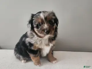 Miniature Australian Shepherd dogs Dasher - Ad 7