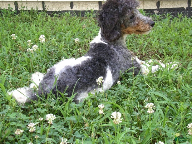 Miniature Poodle dogs Oscar - Ad 2