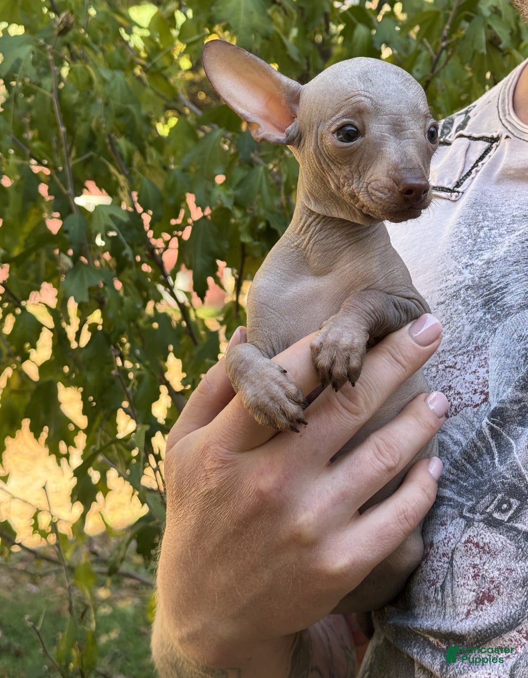 Mixed Breed dogs for sale: Cleopatra  - Ad 11