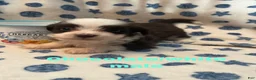 Mixed Breed dogs for sale: Ollie - Ad 5