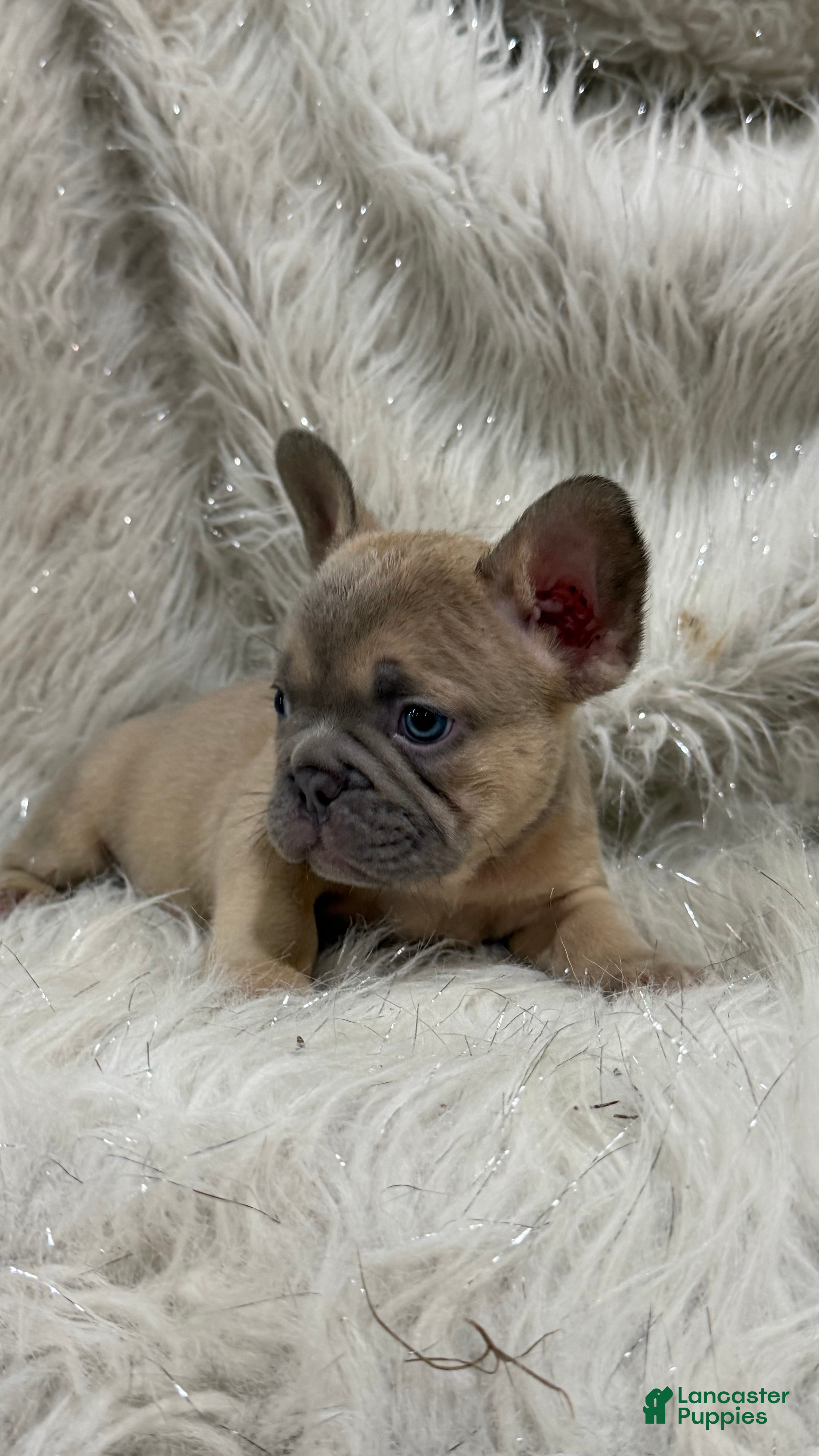 French Bulldog dogs French Bulldog Puppy 6 - Ad 2