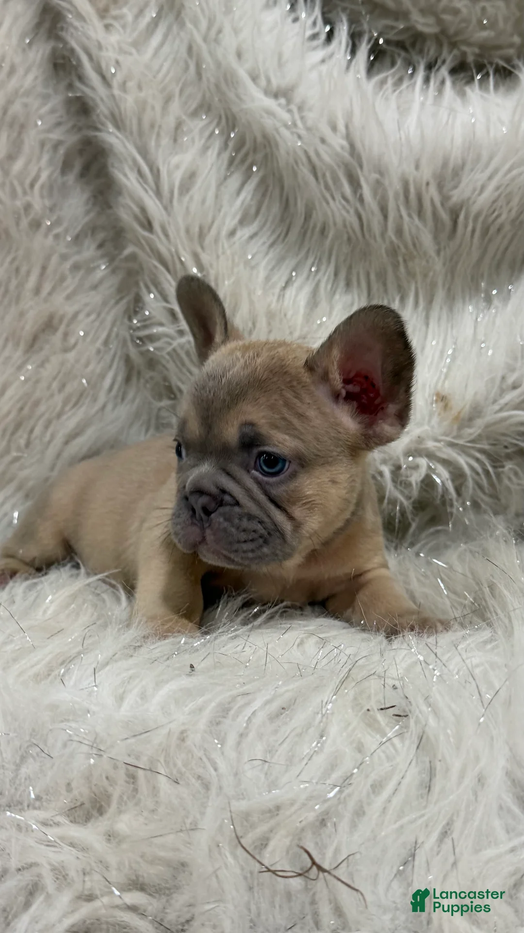 French Bulldog dogs for sale: French Bulldog Puppy 6 - Ad 2