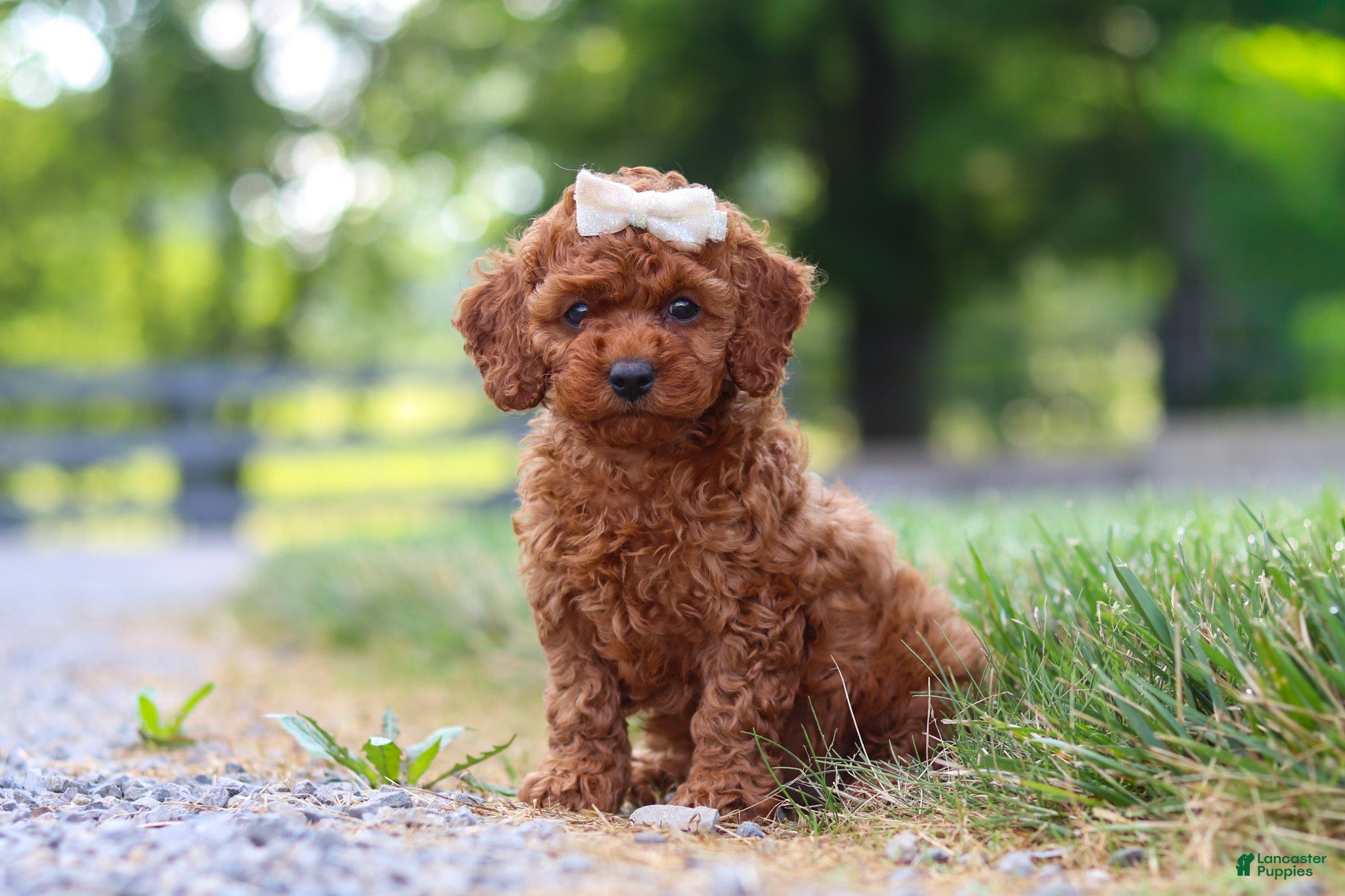 Cavapoo dogs Hailey - Ad 2