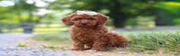 Cavapoo dogs for sale: Hailey - Ad 2