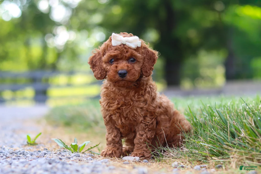 Cavapoo dogs for sale: Hailey - Ad 2