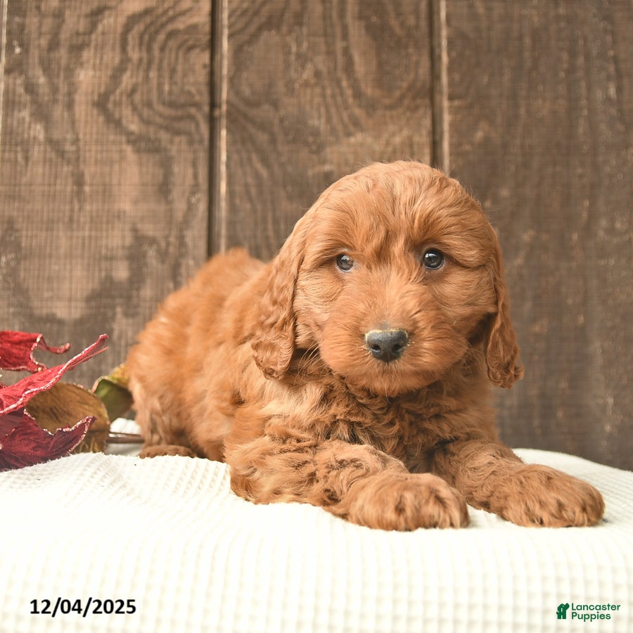 Mini Goldendoodle dogs Eve  - Ad 8