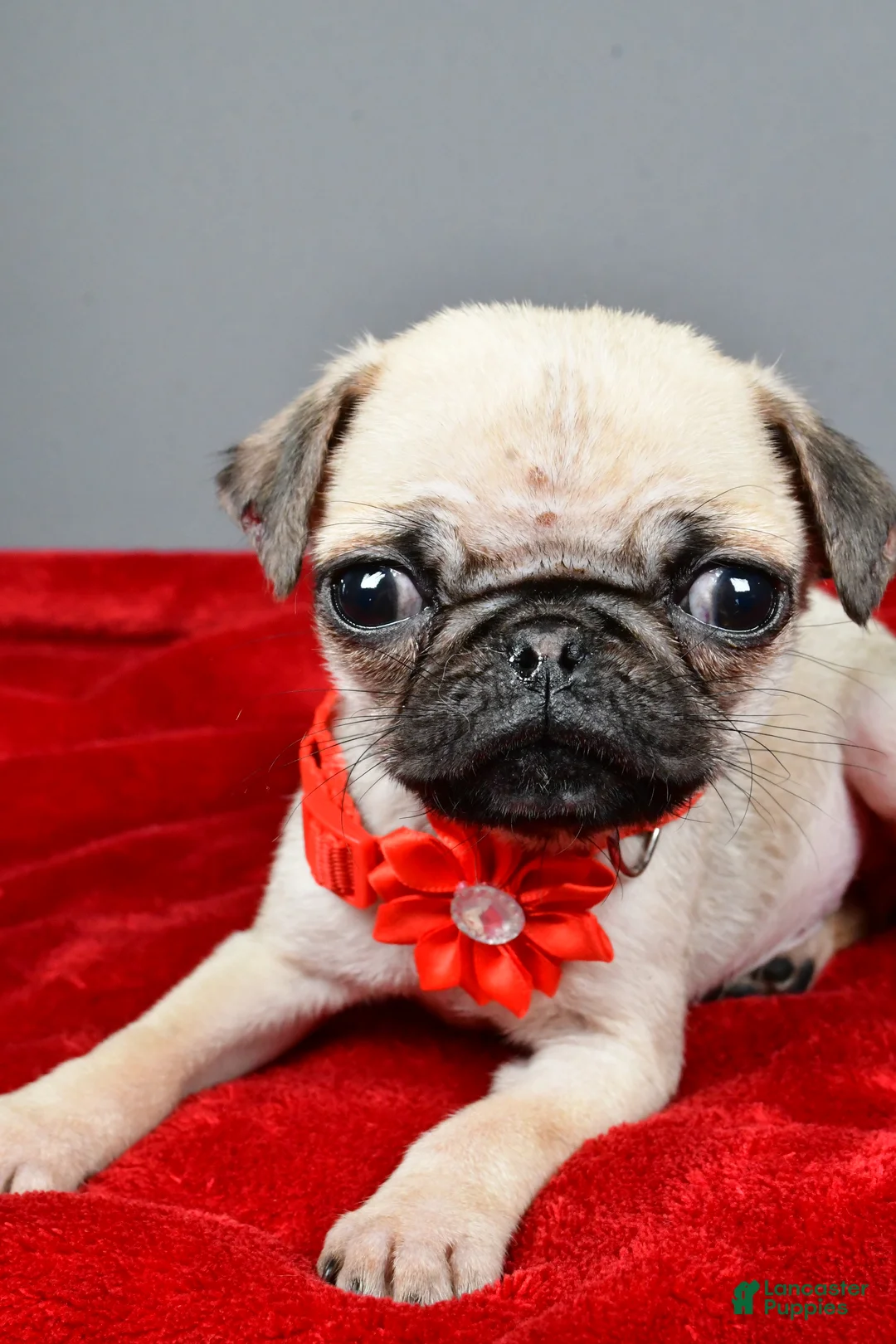 Pug dogs for sale: Tigana - Ad 3