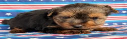 Yorkshire Terrier dogs for sale: Nicole Yorkshire Terrier  - Ad 4