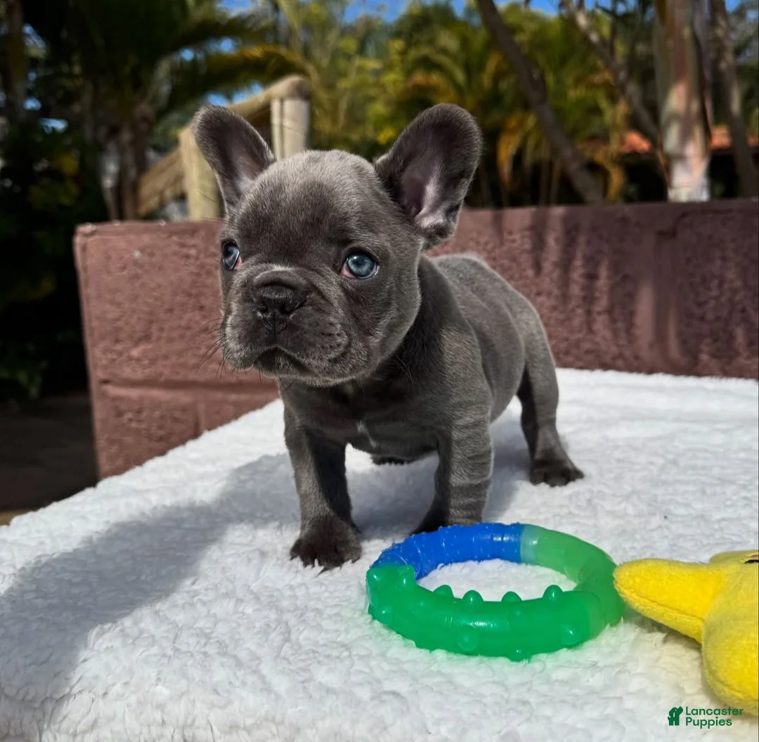 French Bulldog dogs for sale: Sweetheart - Ad 2