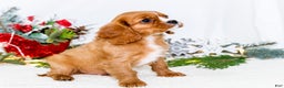 Cavalier King Charles Spaniel dogs for sale: Candy Cane - Ad 2