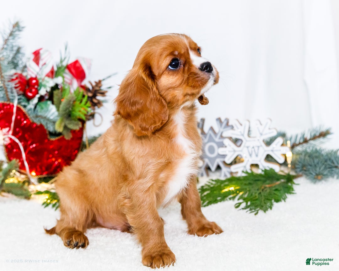 Cavalier King Charles Spaniel dogs for sale: Candy Cane - Ad 2