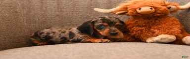Milo