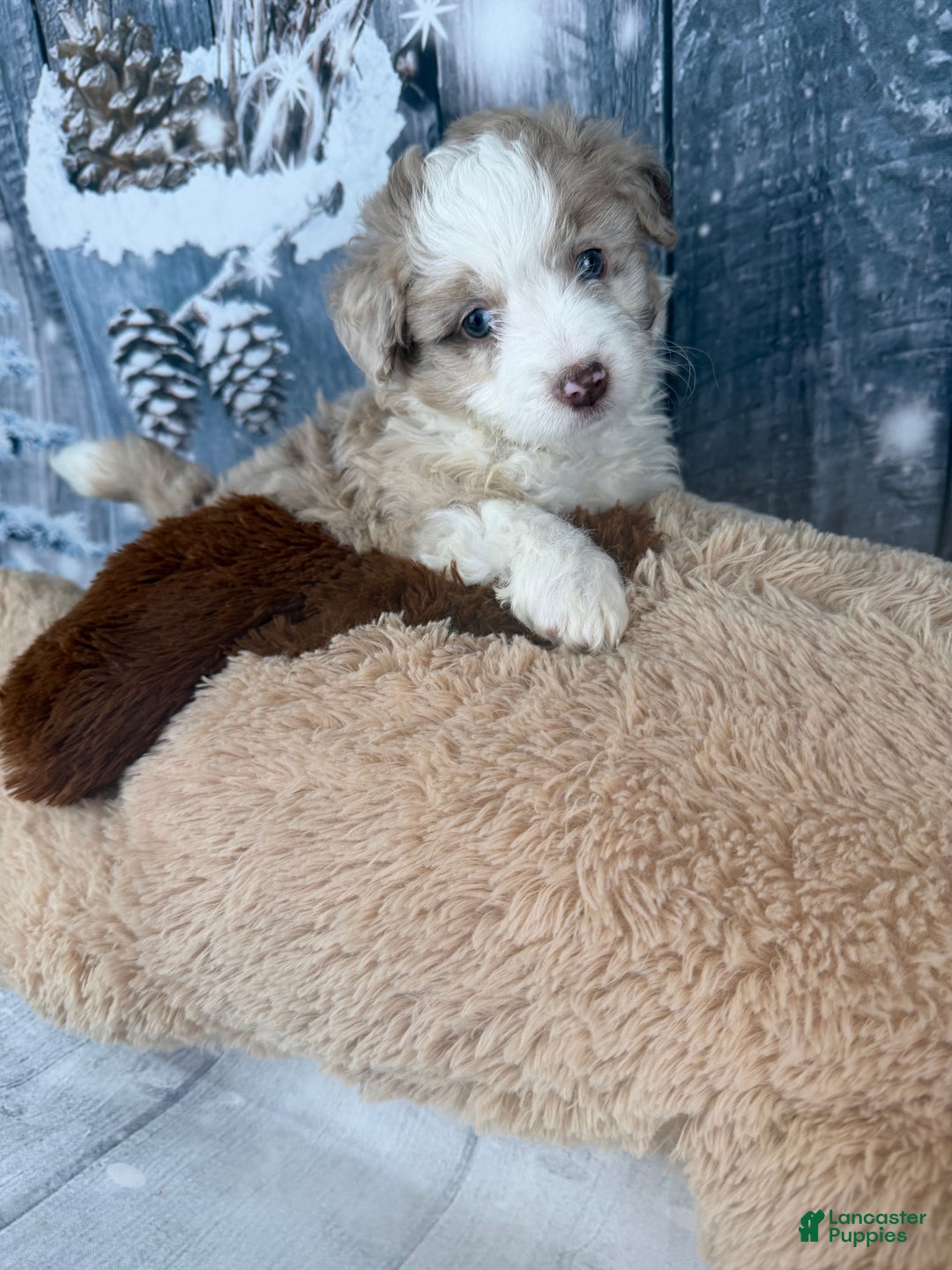 Aussiedoodle dogs for sale: Heidi - Ad 2