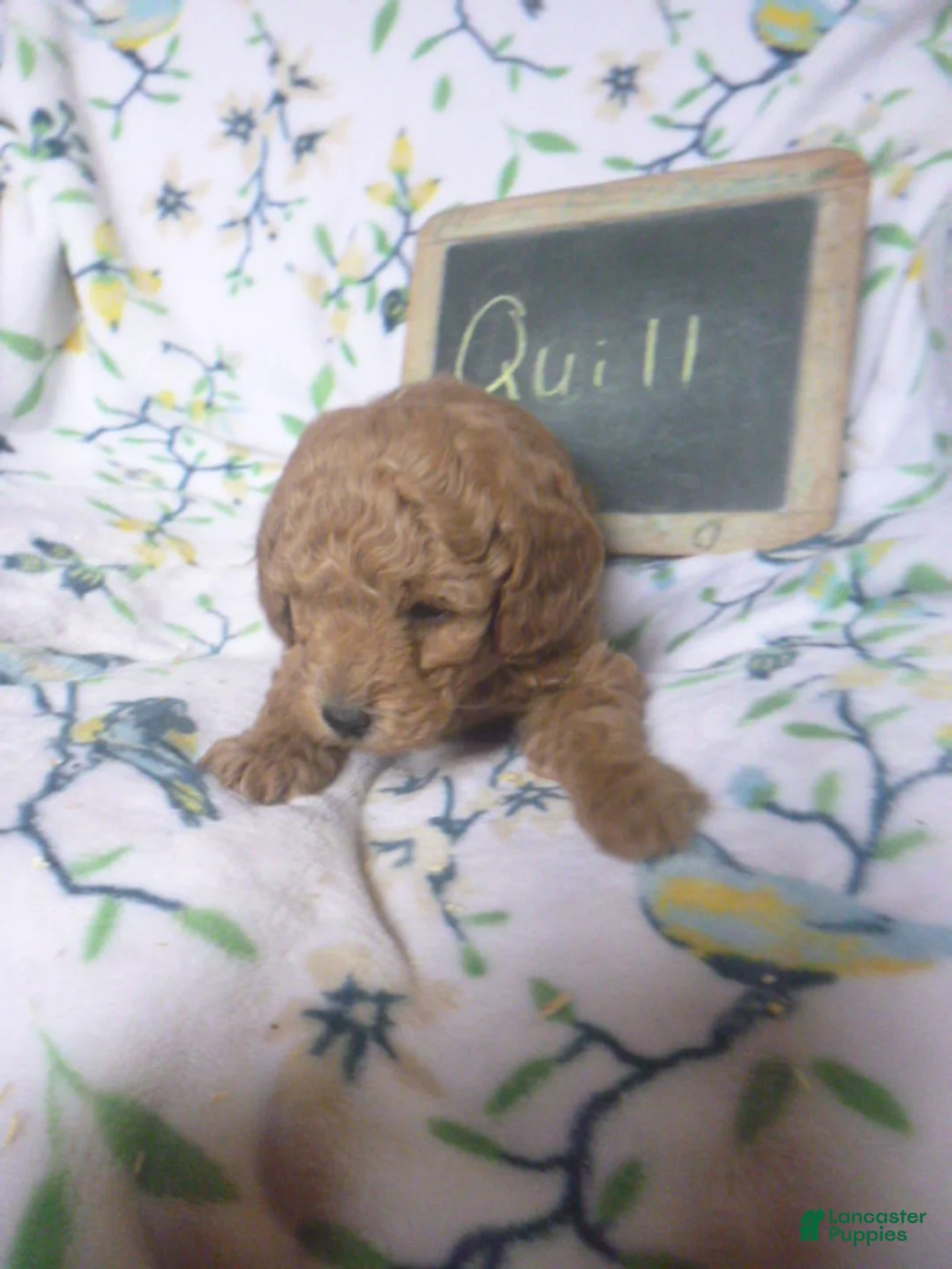 Miniature Poodle dogs for sale: Quill - Ad 2