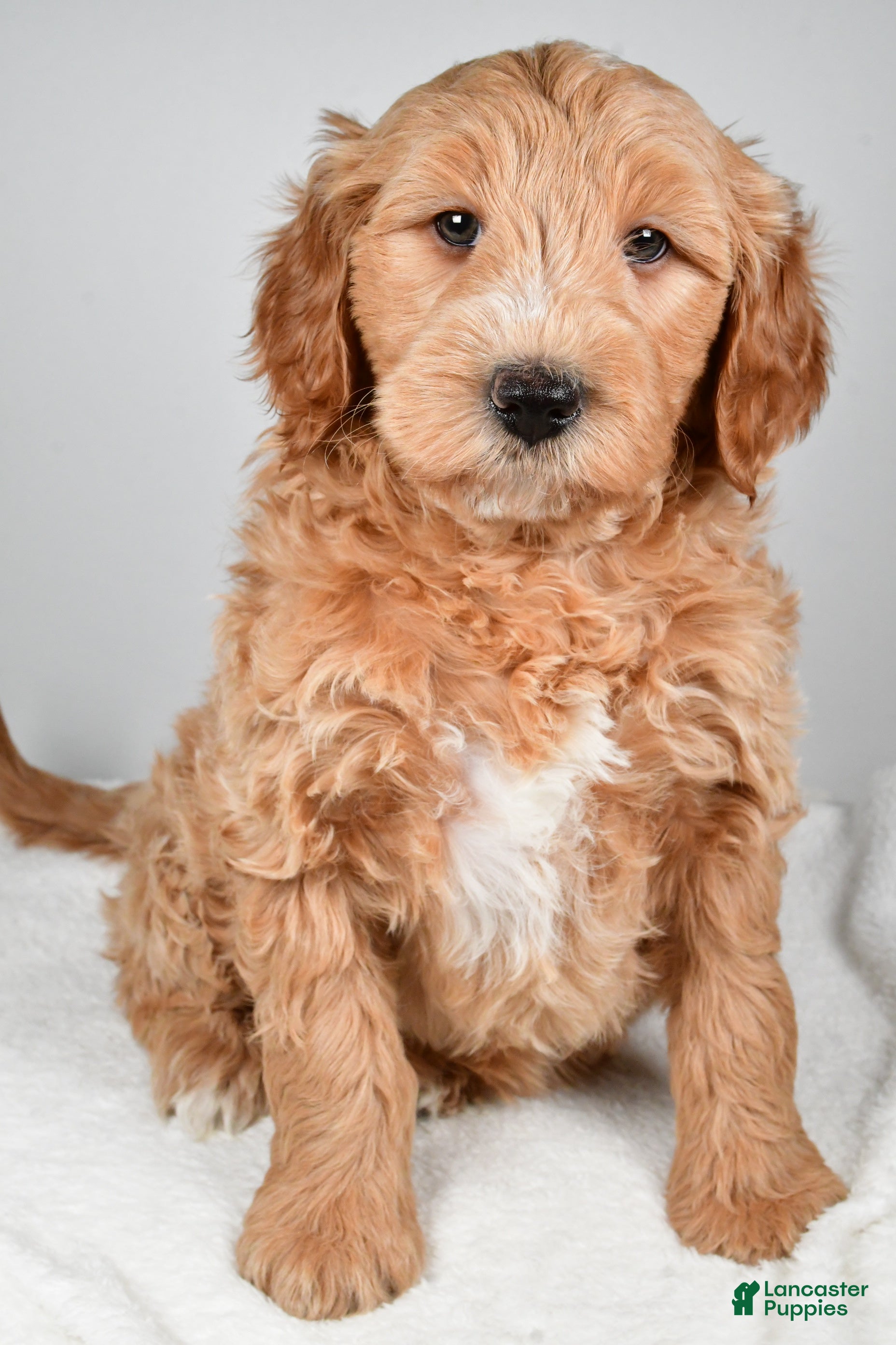 Mini Goldendoodle dogs Theo - Ad 22