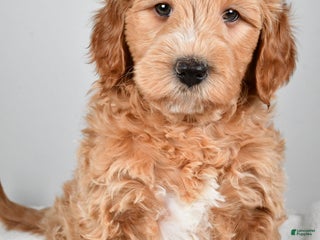 Mini Goldendoodle dogs Theo - Ad 37