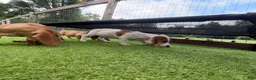 Miniature Dachshund dogs for sale: Miniature Dachshund 2 - Ad 7