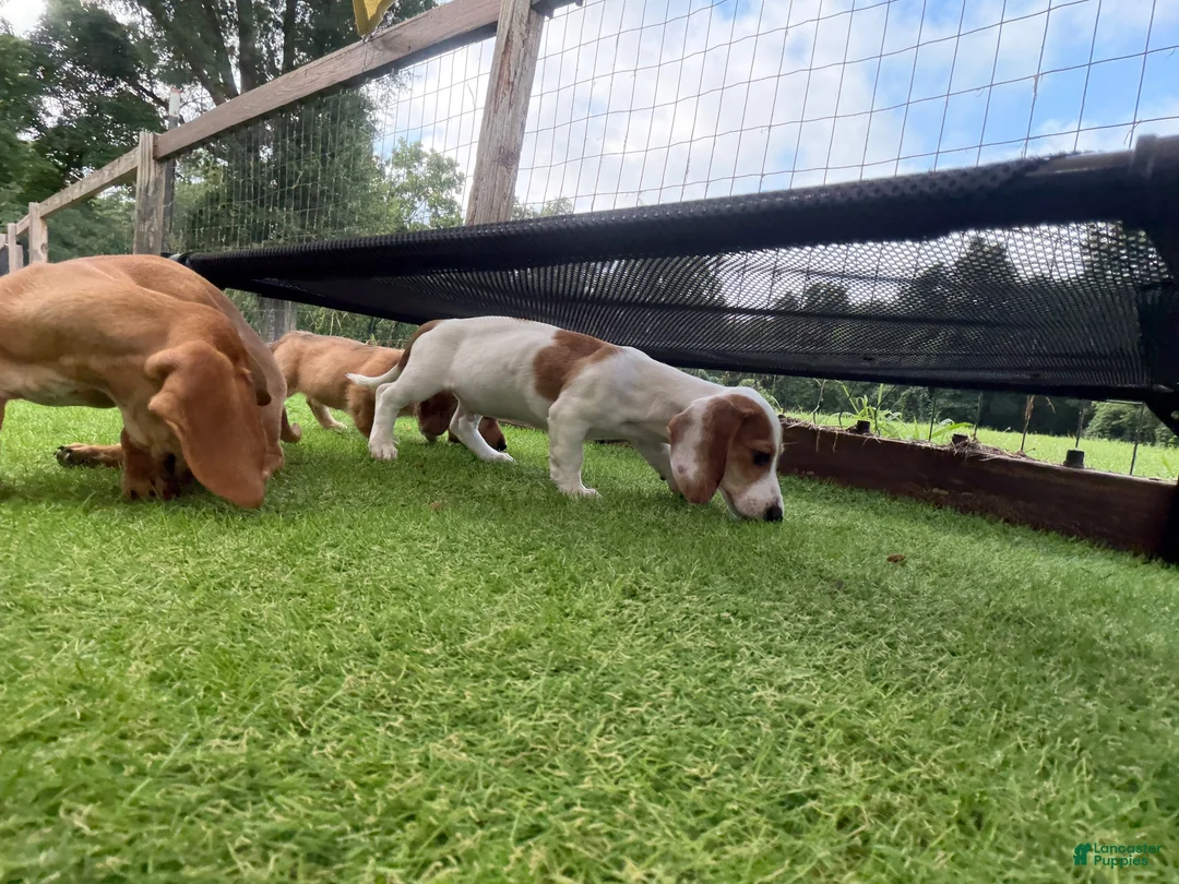 Miniature Dachshund dogs for sale: Miniature Dachshund 2 - Ad 7