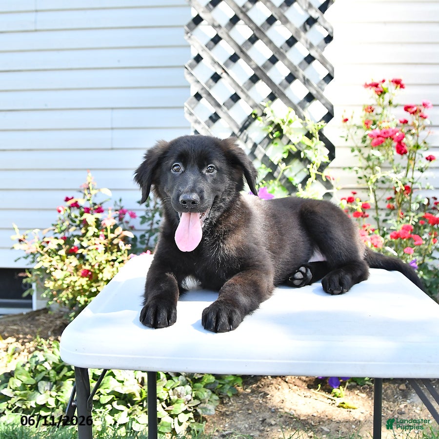 Golden Shepherd dogs Raisin - Ad 1