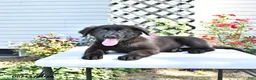 Golden Shepherd dogs for sale: Raisin - Ad 1