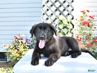 Golden Shepherd dogs for sale: Raisin - Ad 3
