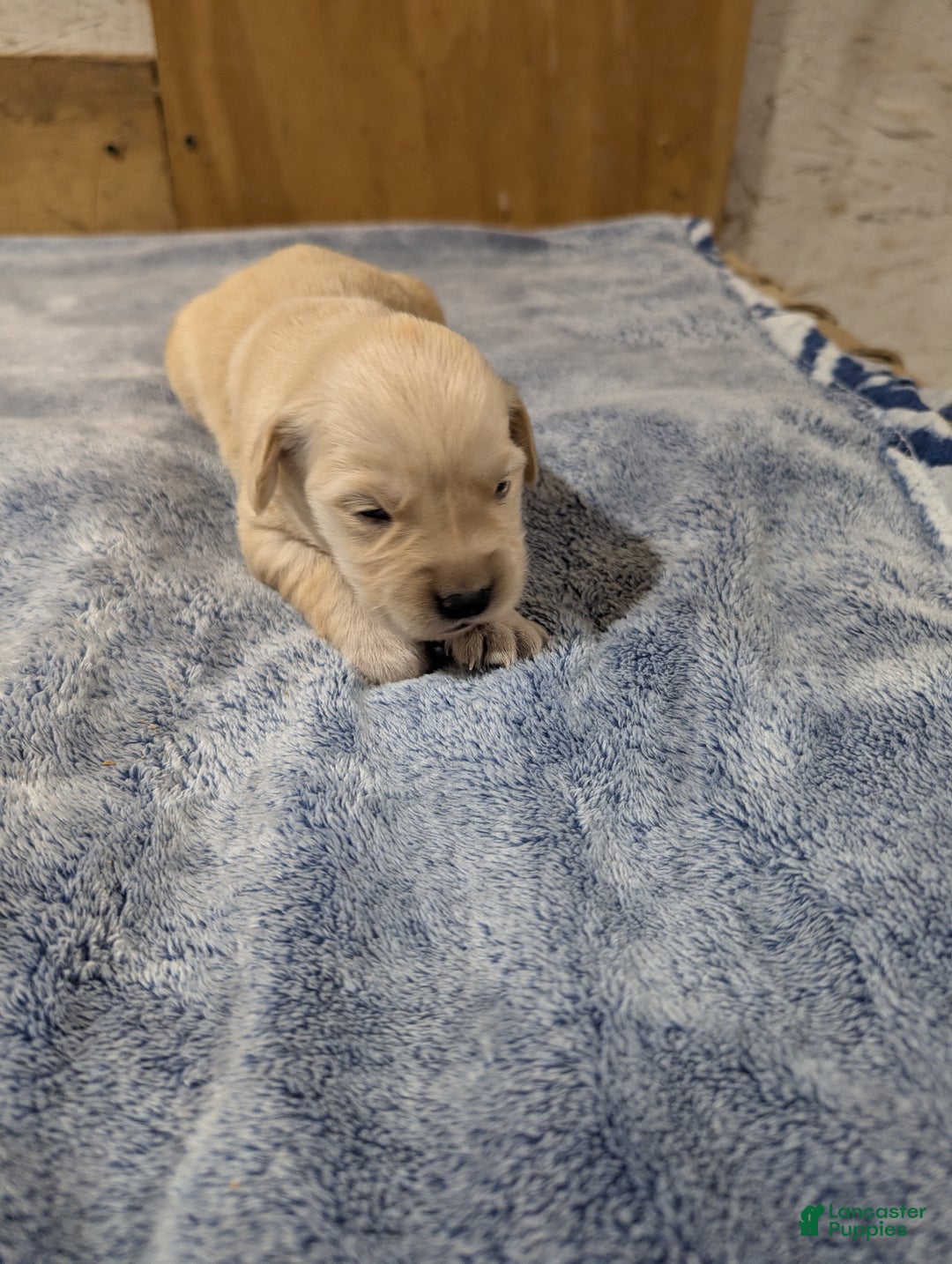 Golden Retriever dogs for sale: Bella  - Ad 1