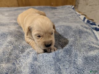 Golden Retriever dogs Bella - Ad 2