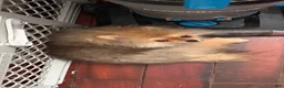 Pomeranian dogs for sale: Pomeranian Puppy 3 - Ad 1