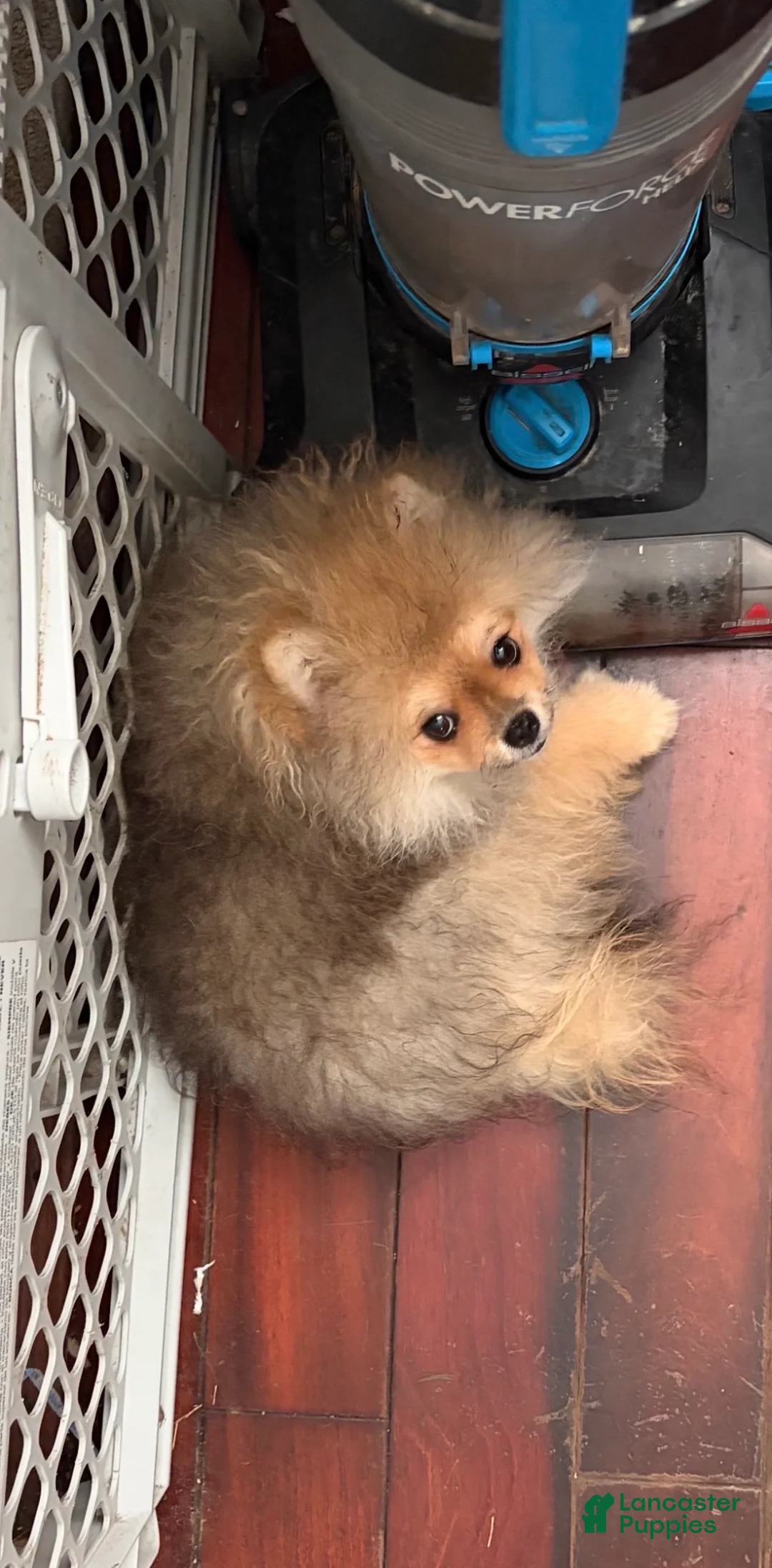 Pomeranian dogs for sale: Pomeranian Puppy 3 - Ad 1