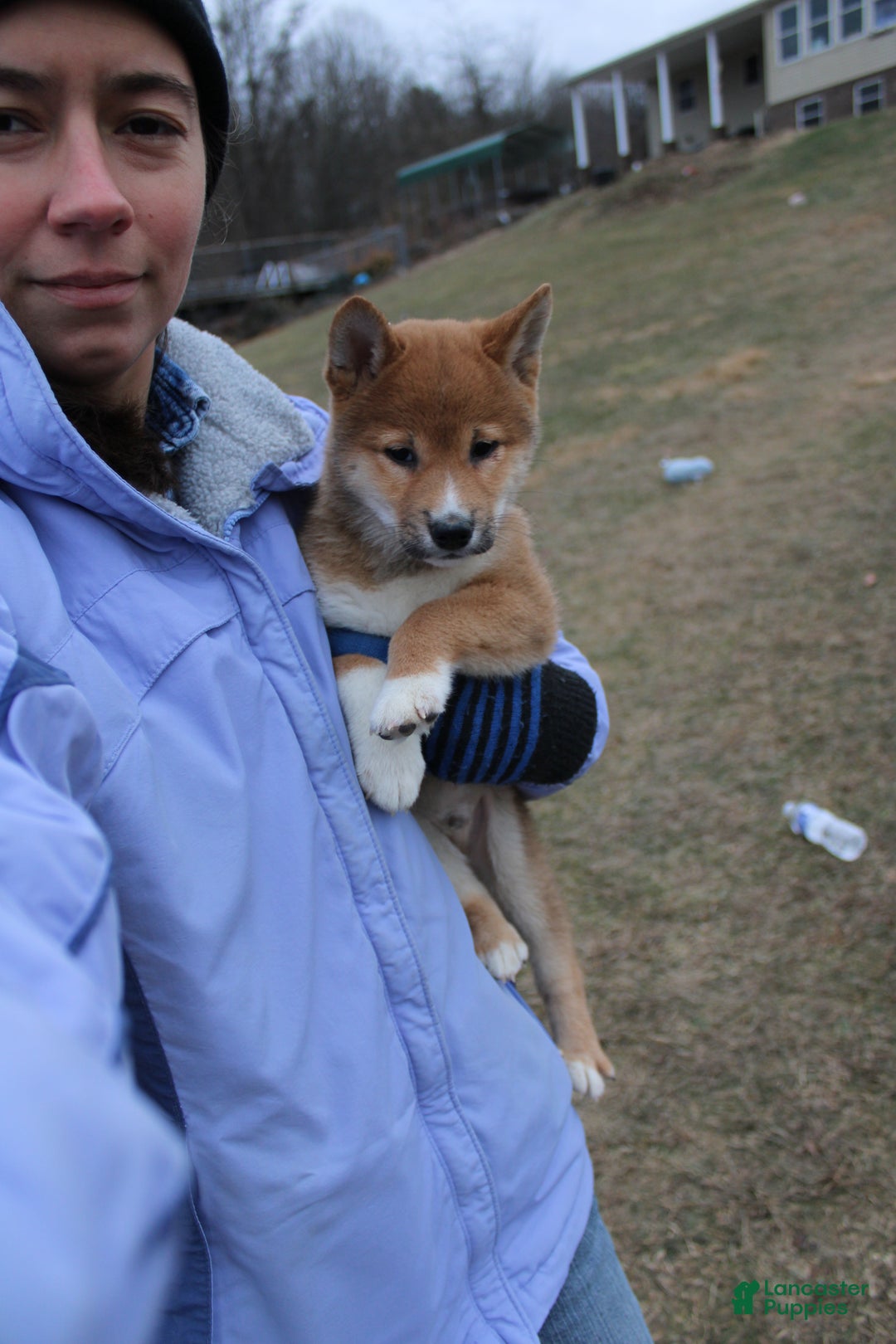 Shiba Inu dogs for sale: Wreath - Ad 11