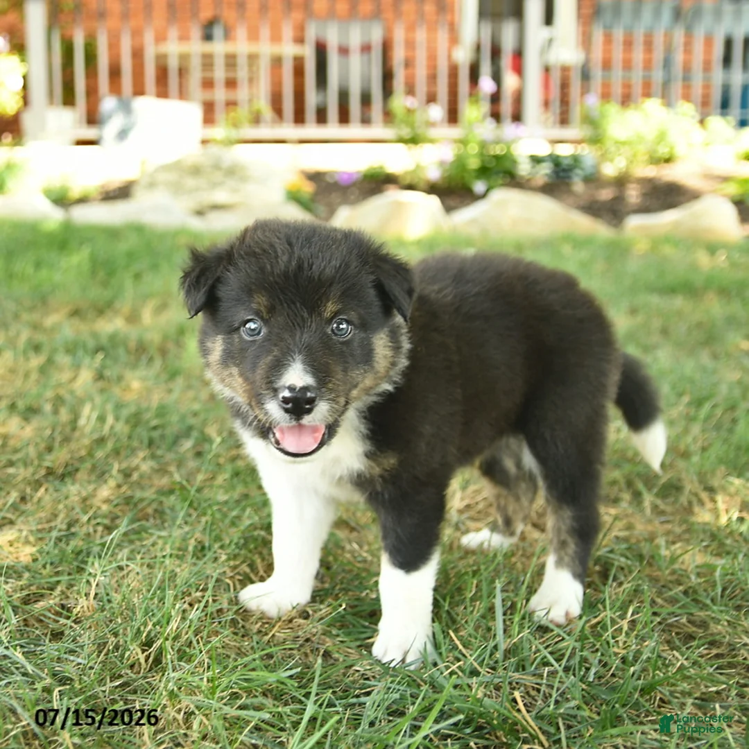 Border Collie dogs for sale: Happy   - Ad 5