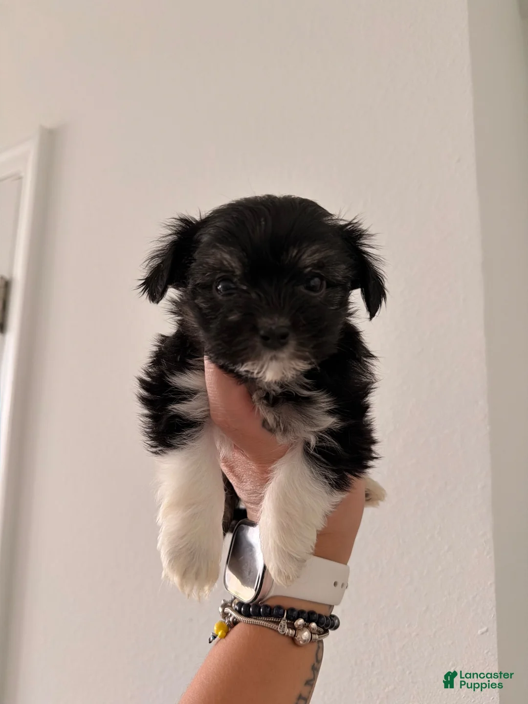 Mixed Breed dogs for sale: Bella - Ad 1