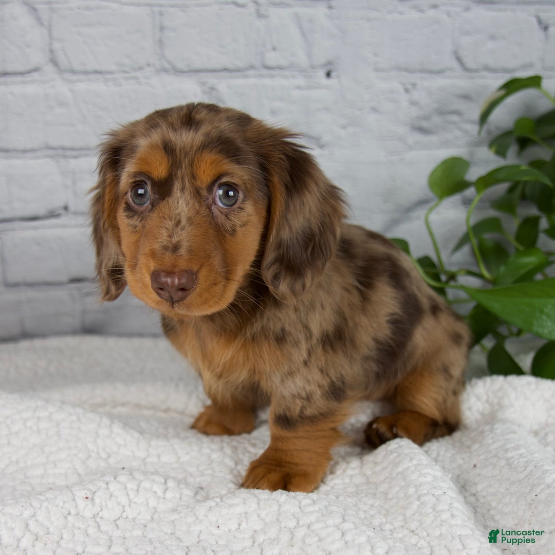 Miniature Dachshund dogs for sale: Mia - Ad 6