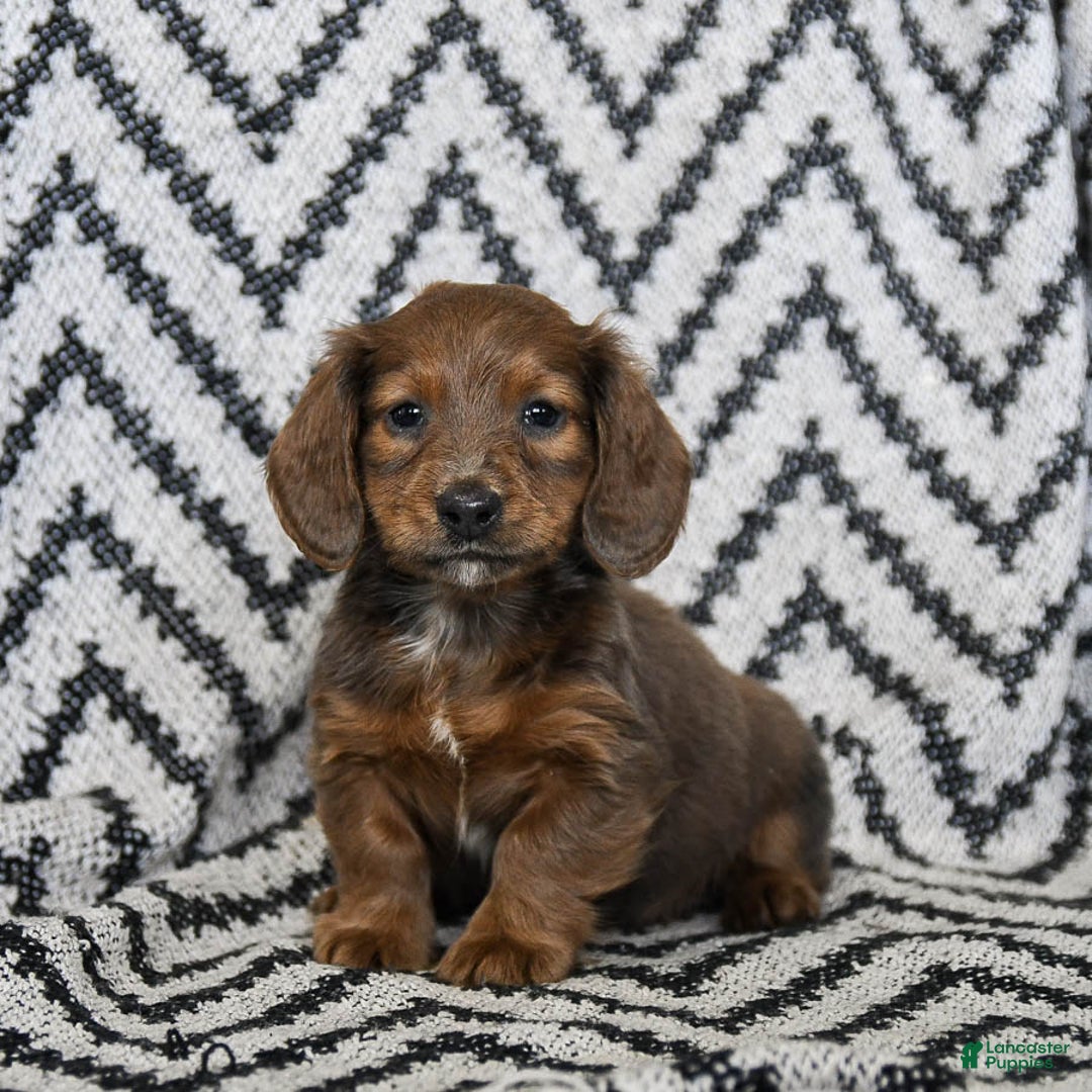 Miniature Dachshund dogs for sale: Zander - Ad 1