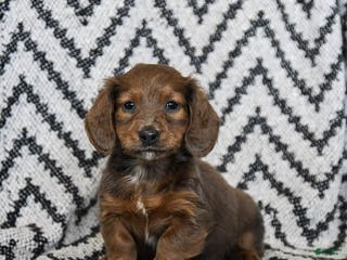 Miniature Dachshund dogs Zander - Ad 21