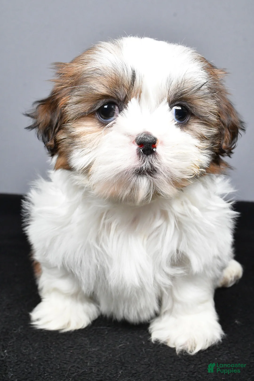 Shih Tzu dogs for sale: Gabe - Ad 6