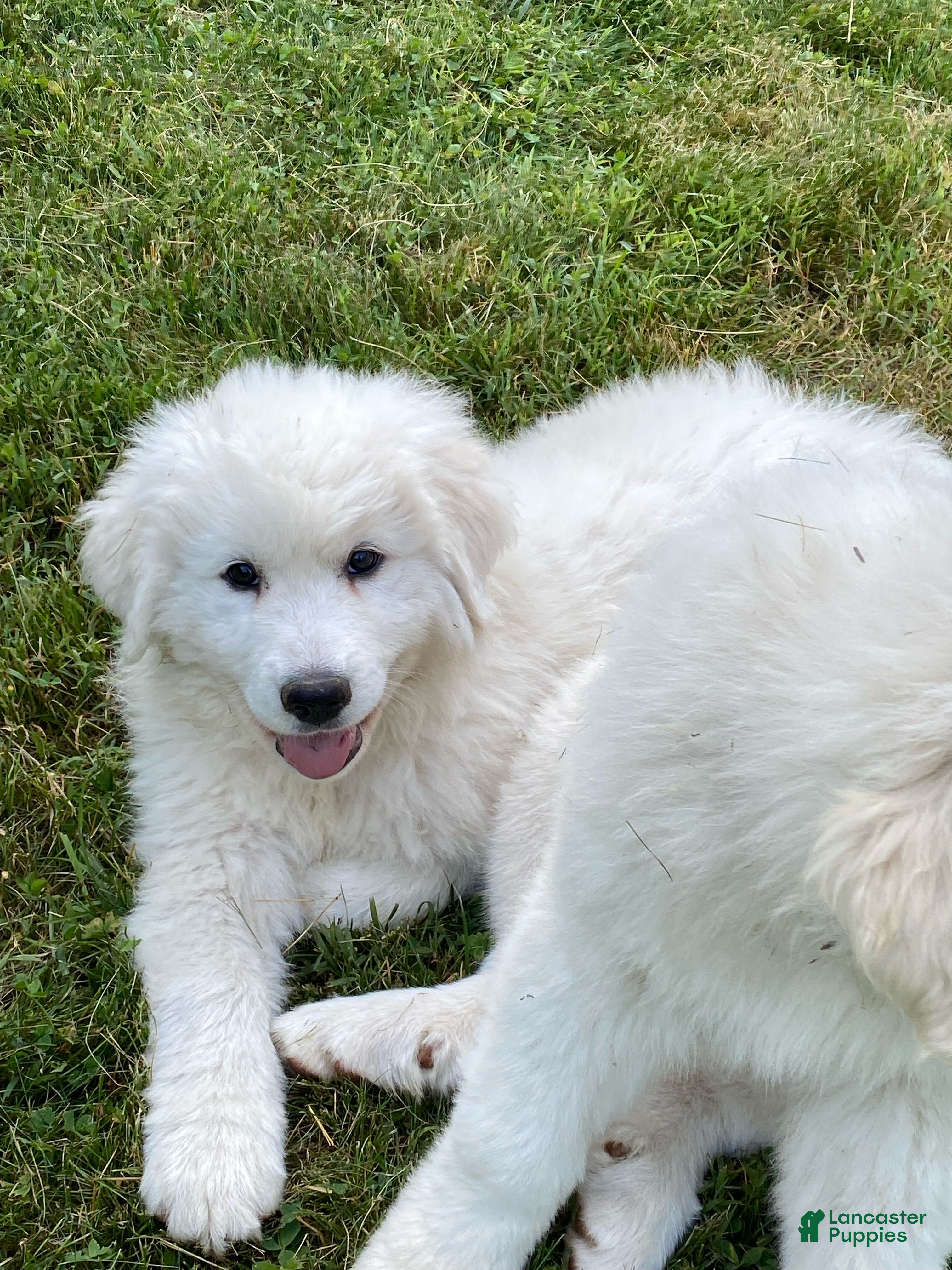 Great Pyrenees dogs Dottie - Ad 19